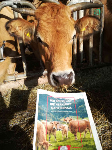 Betti - nun wieder im Stall